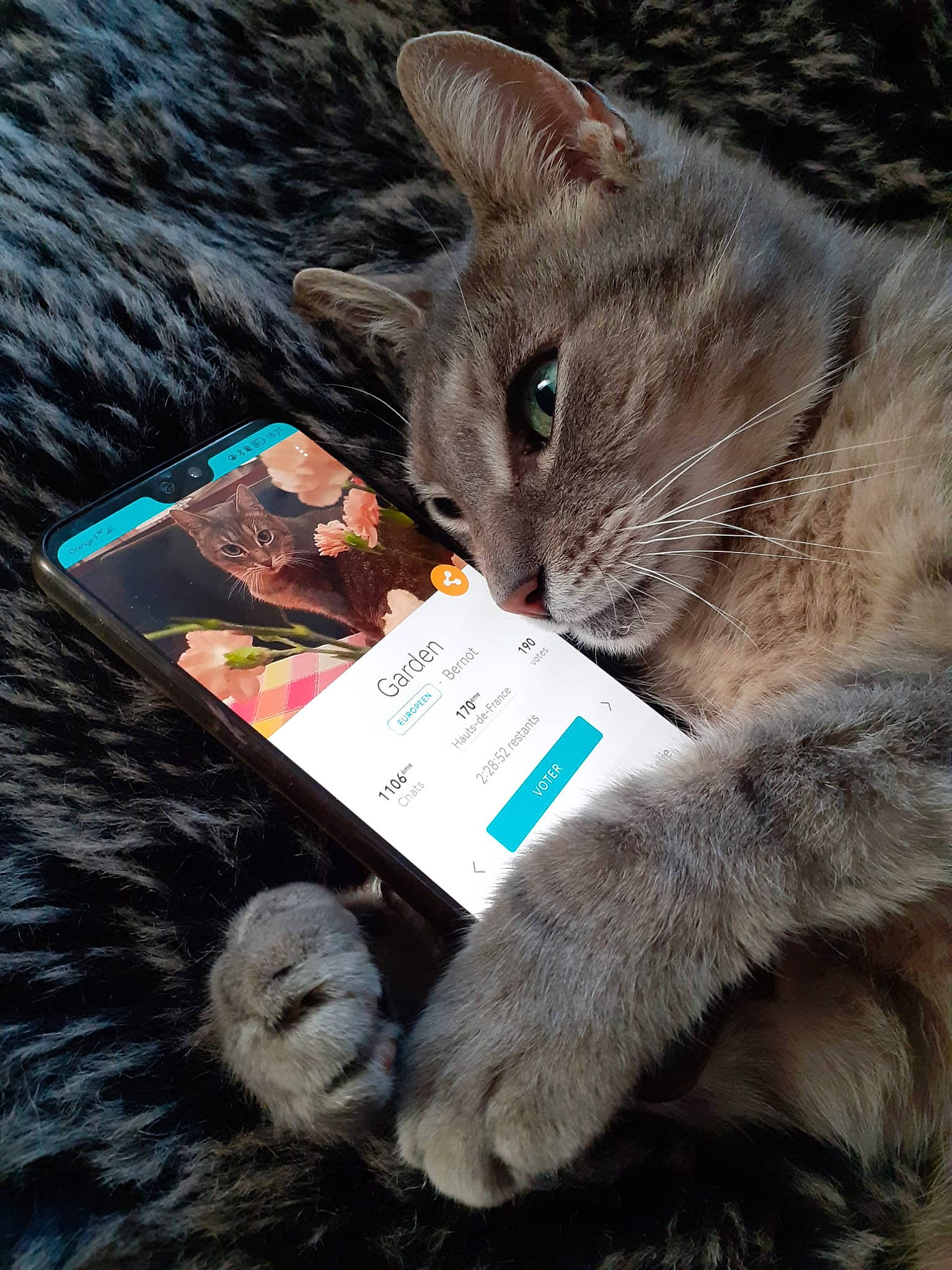 Garden participe au concours pour gagner de l'argent avec cette photo : carnivore, cat, claw, comfort, domestic_short_haired_cat, felidae, fur, grey, nap, natural_material, paw, small_to_medium_sized_cats, snout, tail, toy, vertebrate, whiskers