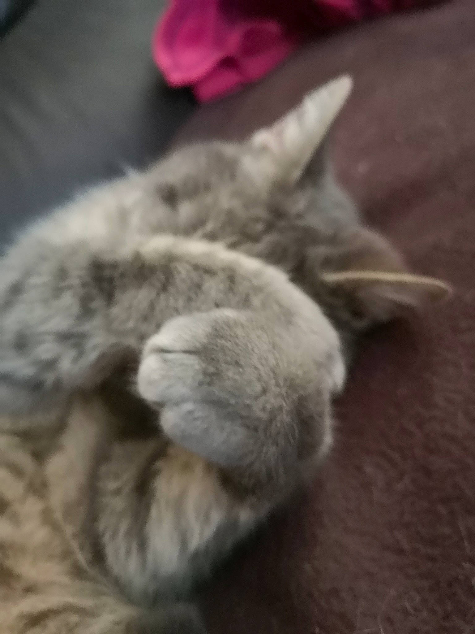 Garden a rejoint le concours — aidez-le/la à gagner de superbes lots ! carnivore, cat, claw, comfort, domestic_short_haired_cat, felidae, fur, grey, nap, natural_material, paw, sleep, small_to_medium_sized_cats, tail, terrestrial_animal, whiskers