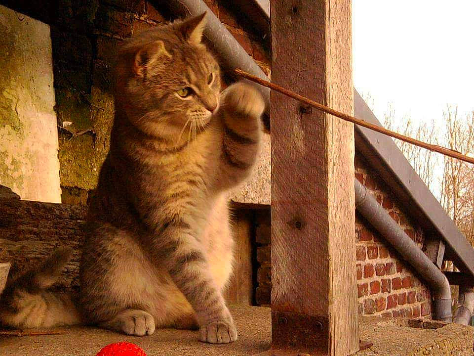 Garden participe au concours pour gagner de l'argent avec cette photo : carnivore, cat, domestic_short_haired_cat, fawn, felidae, fur, metal, paw, shadow, sitting, sky, small_to_medium_sized_cats, snout, tail, terrestrial_animal, tree, whiskers, wildlife, window, wood