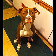 Babygirl joined the competition — help win amazing prizes! dog, brown, white, pet, indoor, kitchen, rug, floor, cabinet, animal, canine, looking_up, sitting, ears, snout, paws, domestic, household, waiting, curious