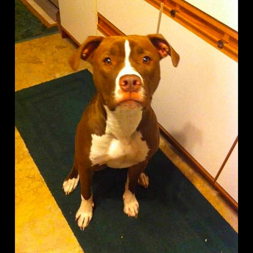 Babygirl joined the competition — help win amazing prizes! animal, brown, cabinet, canine, curious, dog, domestic, ears, floor, household, indoor, kitchen, looking_up, paws, pet, rug, sitting, snout, waiting, white