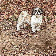 Thor is registered to the contest to win money with this photo: dog, small_dog, stick, leaves, autumn, fall, outdoor, nature, earth, pet, animal, fur, brown, white, playful, cute, canine, grass, ground, park