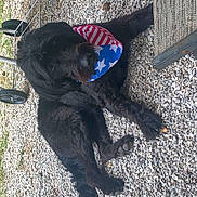 Belle is registered to the contest to win money with this photo: dog, black_dog, bandana, stars_and_stripes, gravel, outdoor, pet, animal, relaxed, lying_down, fur, canine, summer, backyard, resting, muzzle, paw, tail, companion, cute