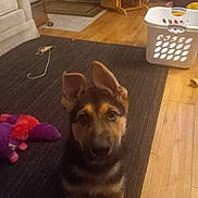 Boomer joined the competition — help win amazing prizes! puppy, dog, german_shepherd, indoor, rug, toy, plush_toy, living_room, floor, wood_floor, basket, furniture, chair, pet, animal, cute, ears, young_dog, home, curious