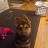 puppy, dog, german_shepherd, indoor, rug, toy, plush_toy, living_room, floor, wood_floor, basket, furniture, chair, pet, animal, cute, ears, young_dog, home, curious