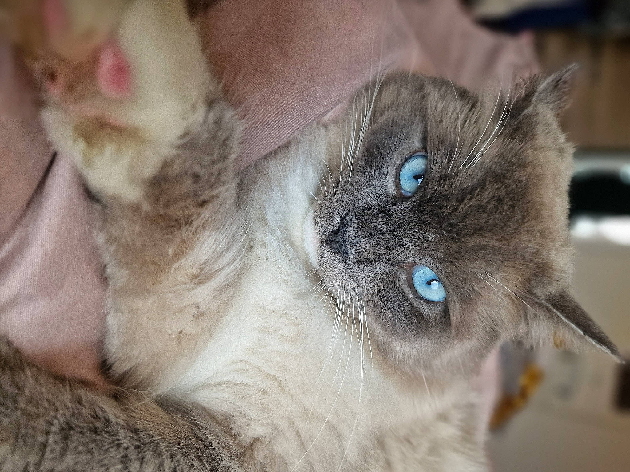 Alf joined the competition — help win amazing prizes! balinese, birman, carnivore, cat, claw, domestic_short_haired_cat, fawn, felidae, fur, paw, ragdoll, siamese, small_to_medium_sized_cats, snout, terrestrial_animal, thai, whiskers