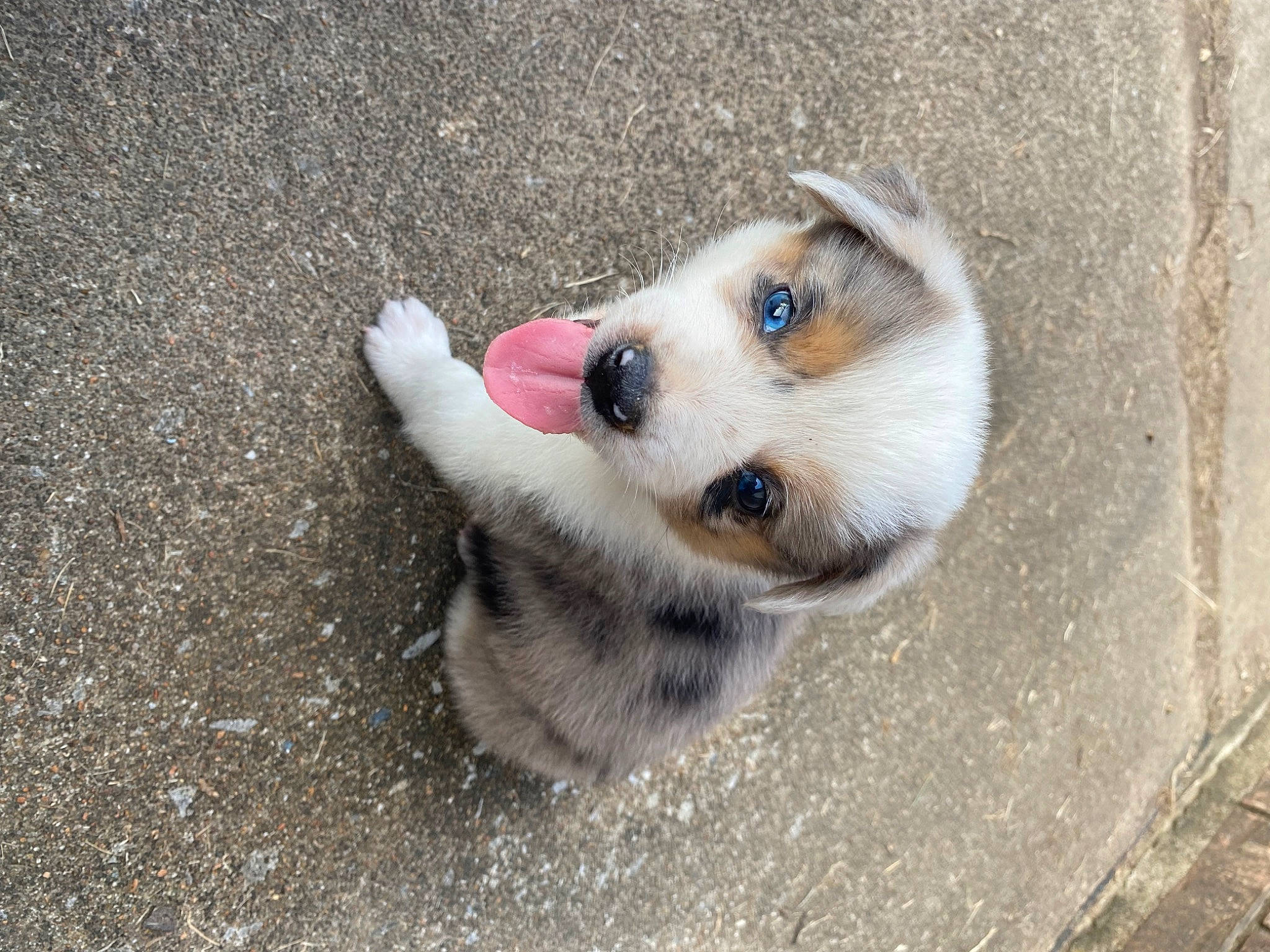 Franklin is registered to the contest to win money with this photo: asphalt, canidae, carnivore, companion_dog, concrete, dog, dog_breed, fawn, fur, non_sporting_group, paw, road_surface, sporting_group, street_dog, whiskers