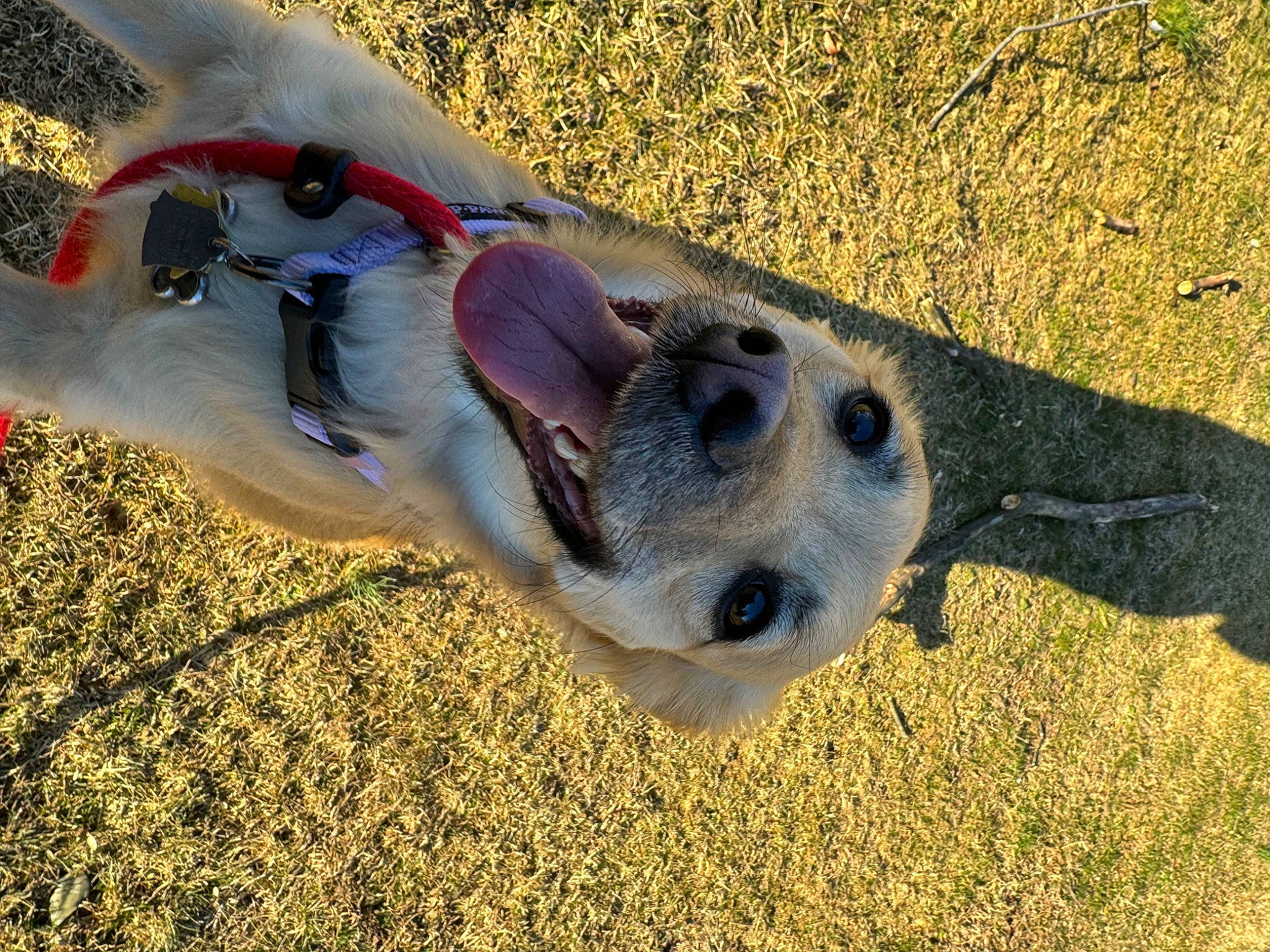 Kota is registered to the contest to win money with this photo: canidae, carnivore, collar, companion_dog, dog, dog_breed, fawn, grass, landscape, non_sporting_group, plant, recreation, shadow, snout, soil, sporting_group, whiskers, wildlife, wing, working_animal