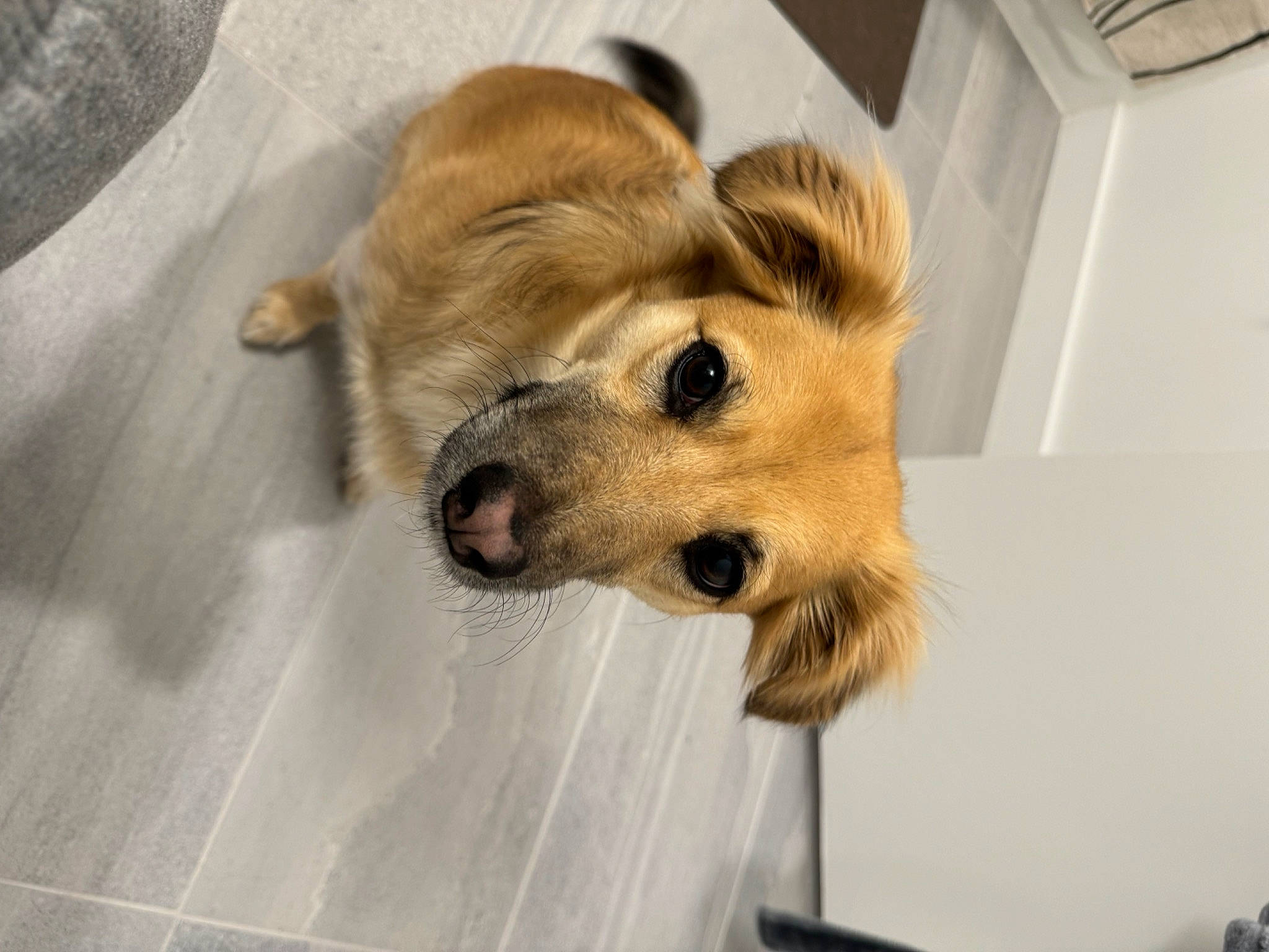 Kota joined the competition — help win amazing prizes! canidae, carnivore, companion_dog, dog, dog_breed, dog_supply, fawn, flooring, fur, paw, pet_supply, snout, sporting_group, terrestrial_animal, toy_dog, waste_container, whiskers, wood, working_animal