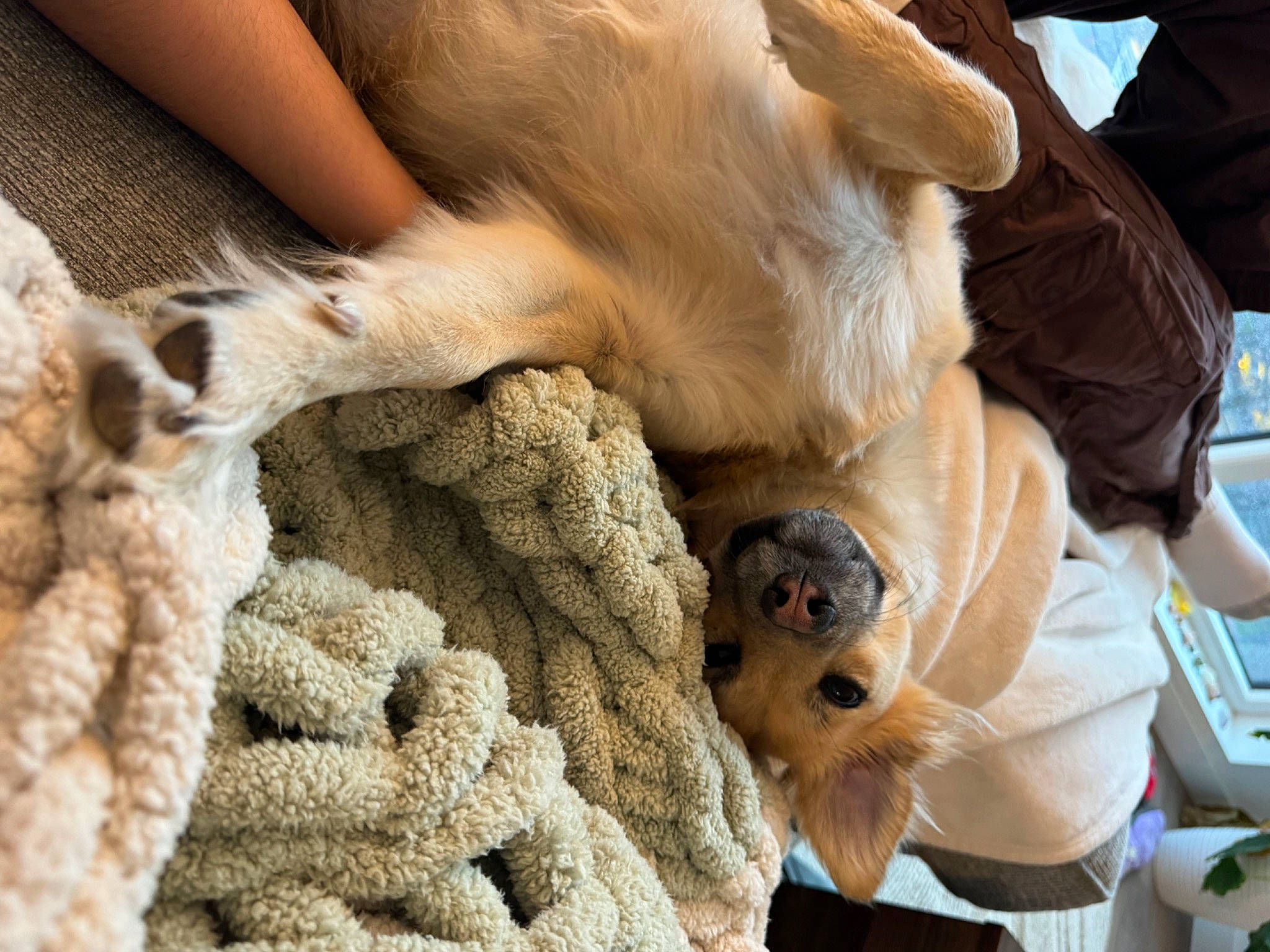 Kota joined the competition — help win amazing prizes! art, canidae, carnivore, claw, comfort, companion_dog, dog, dog_breed, fawn, fur, nap, paw, snout, sporting_group, tail, wildlife, wood, wool, woolen, working_animal