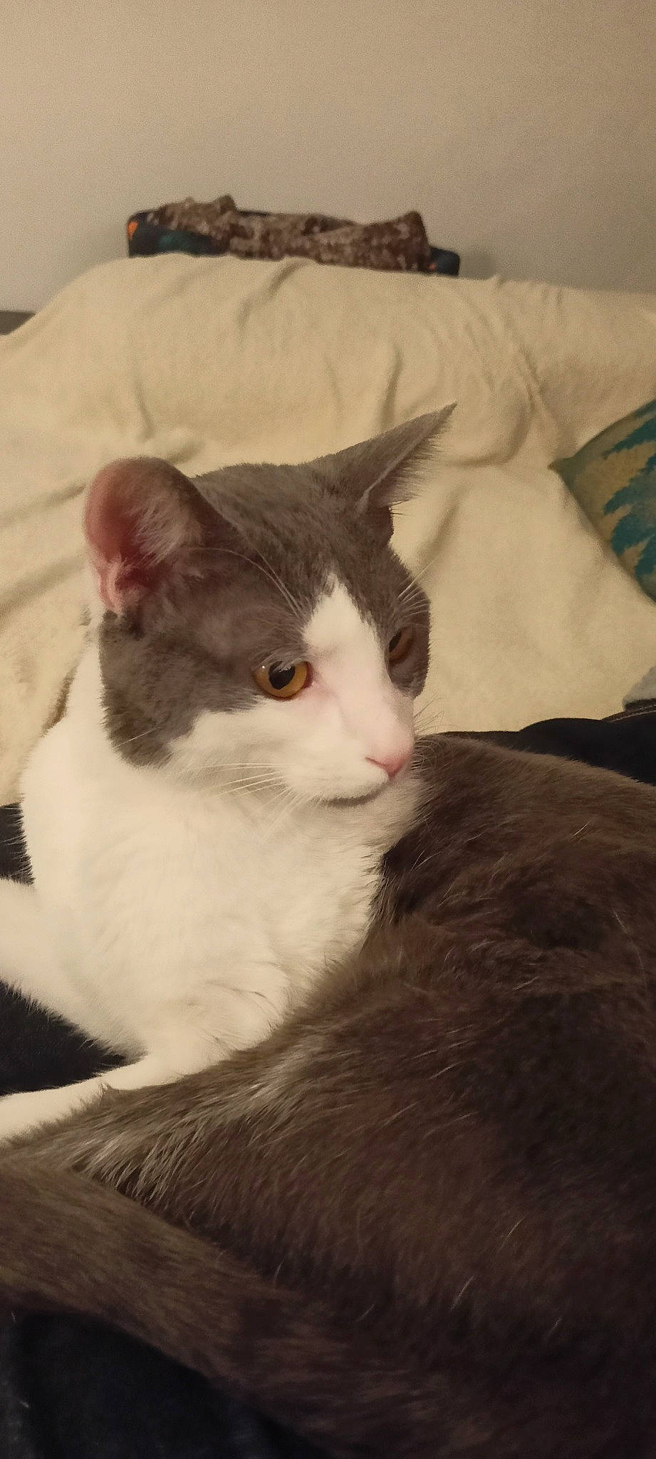 Mallow participe au concours pour gagner de l'argent avec cette photo : bed, bedding, carnivore, cat, comfort, domestic_short_haired_cat, felidae, fur, linens, monochrome_photography, pillow, small_to_medium_sized_cats, tail, tree, whiskers