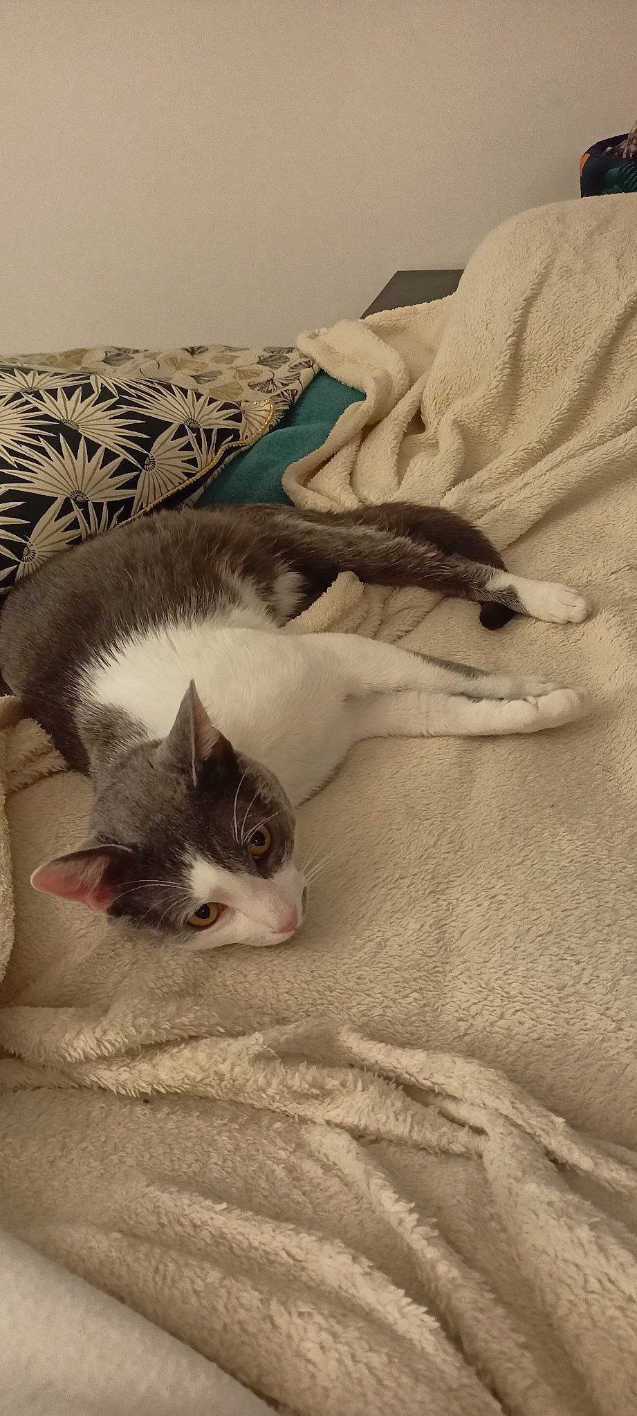 Mallow a rejoint le concours — aidez-le/la à gagner de superbes lots ! bedding, blanket, carnivore, cat, comfort, domestic_short_haired_cat, fawn, felidae, fur, grey, linens, nap, paw, sand, sleep, small_to_medium_sized_cats, snout, tail, whiskers, wood