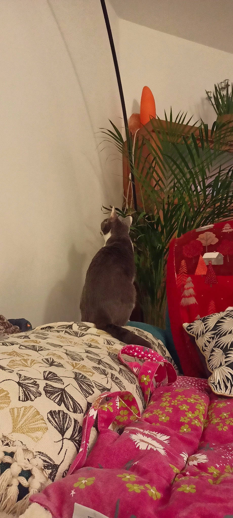 Mallow participe au concours pour gagner de l'argent avec cette photo : carnivore, cat, comfort, event, fawn, felidae, flowerpot, fur, grass, houseplant, linens, magenta, pattern, plant, room, small_to_medium_sized_cats, tail, textile, whiskers, wood