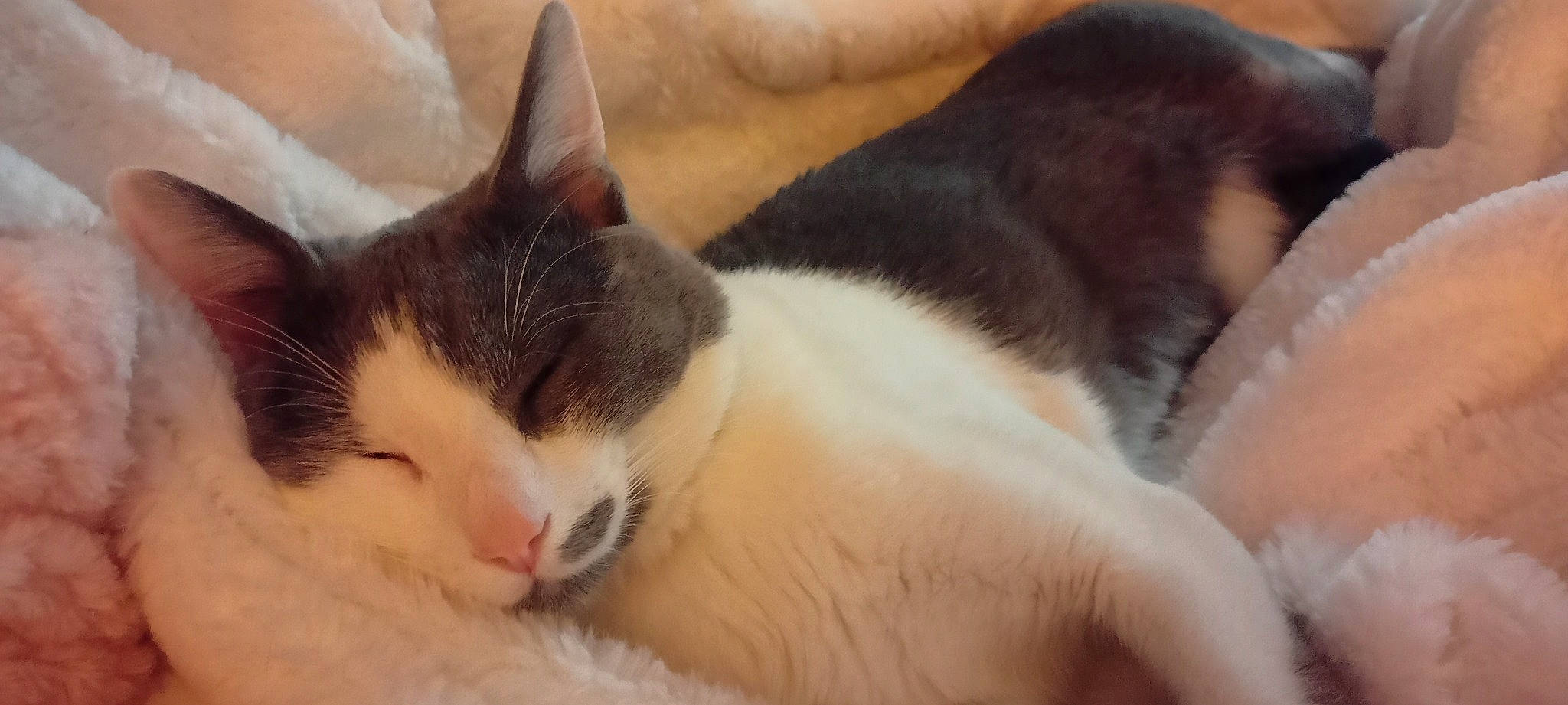 Mallow participe au concours pour gagner de l'argent avec cette photo : carnivore, cat, comfort, domestic_short_haired_cat, felidae, fur, nap, paw, small_to_medium_sized_cats, snout, tail, whiskers