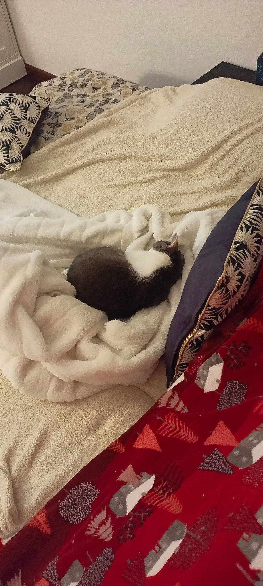 Mallow a rejoint le concours — aidez-le/la à gagner de superbes lots ! bed, bed_sheet, bedding, bedroom, blanket, carmine, carnivore, cat, comfort, companion_dog, dog_breed, duvet, fashion_accessory, felidae, fur, linens, nap, pattern, small_to_medium_sized_cats, textile