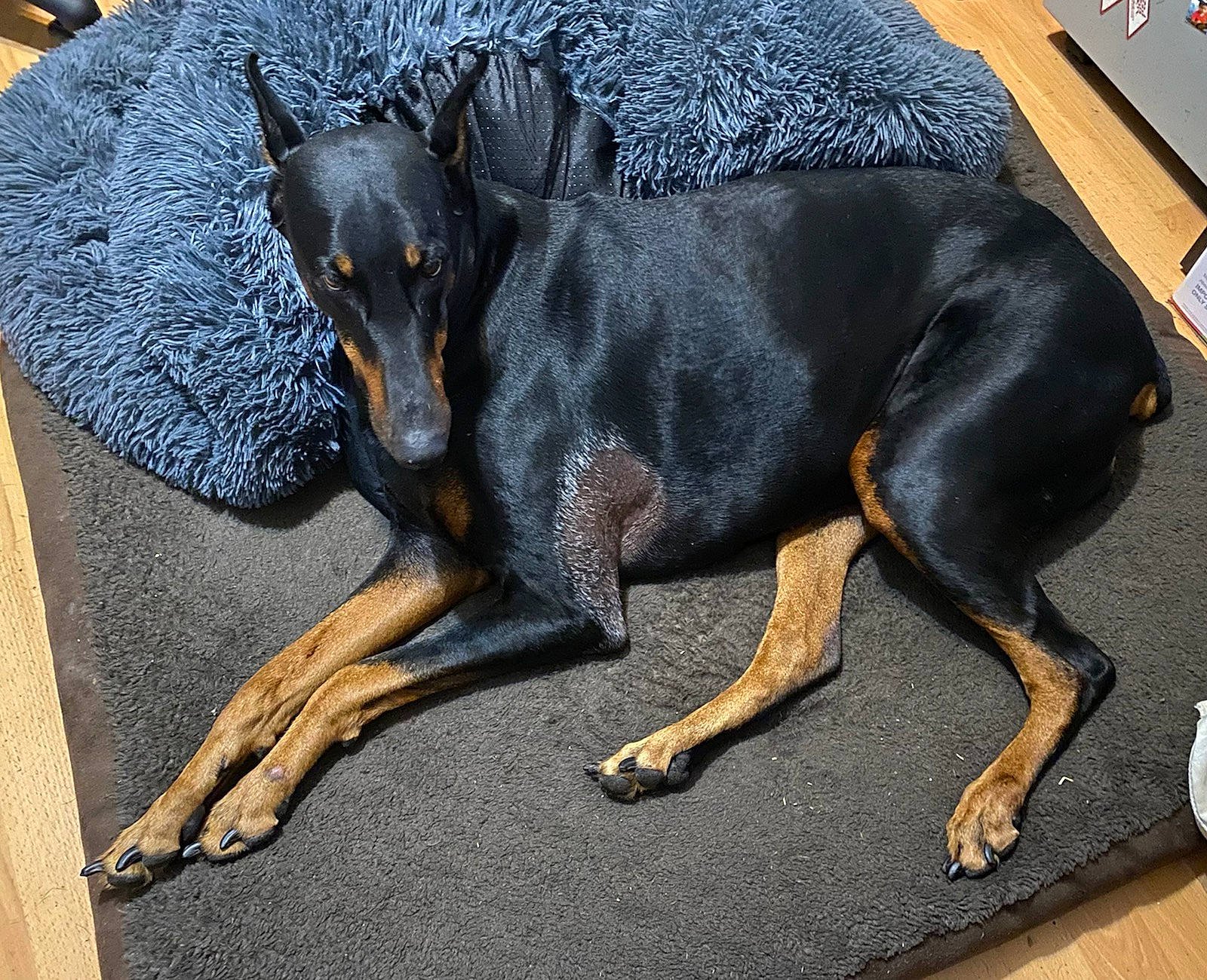 Prada joined the competition — help win amazing prizes! canidae, carnivore, companion_dog, dobermann, dog, dog_breed, fawn, grey, guard_dog, hound, montenegrin_mountain_hound, pinscher, remote_control, snout, sporting_group, tail, terrestrial_animal, toy_dog, working_animal, working_dog