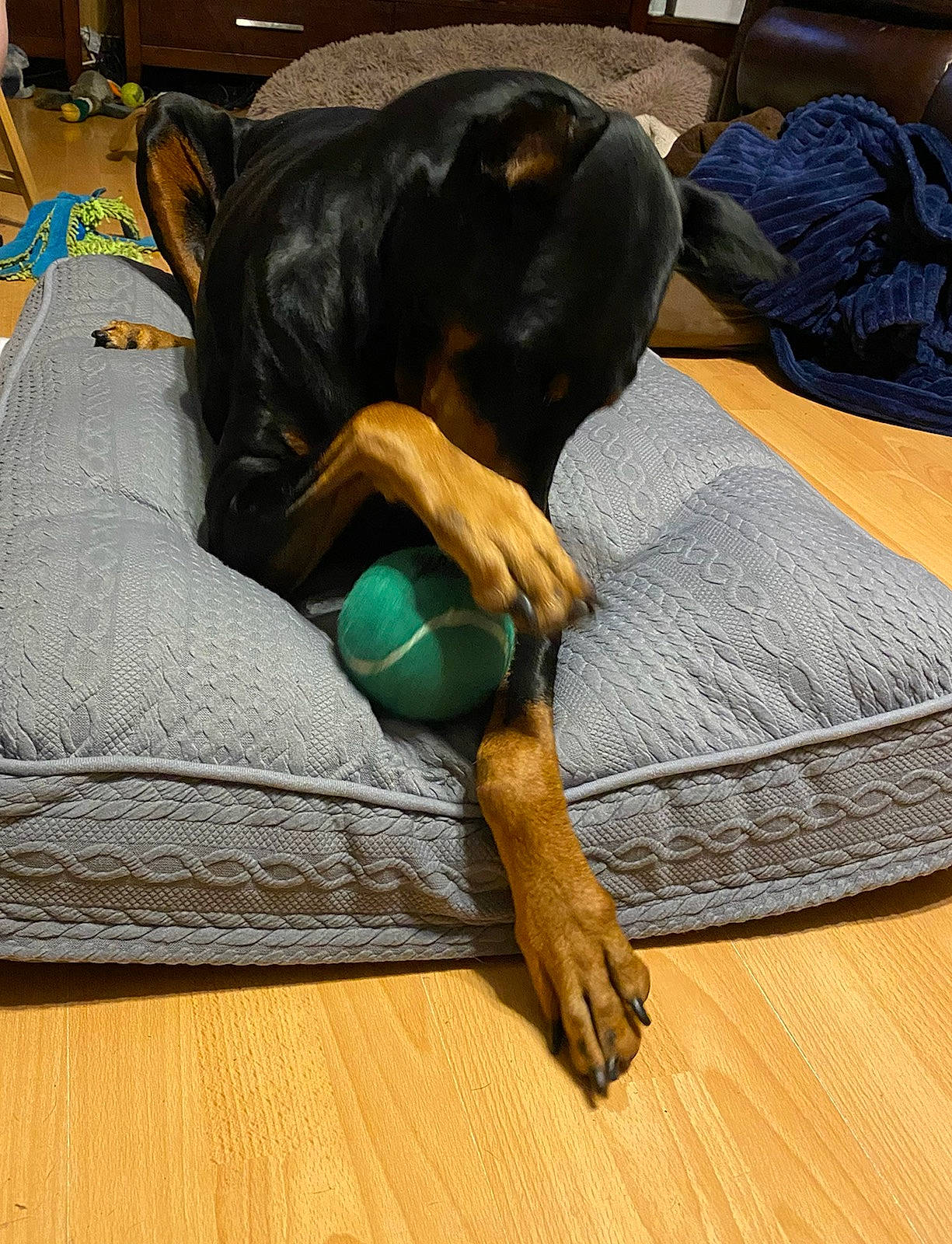 Prada joined the competition — help win amazing prizes! canidae, carnivore, comfort, companion_dog, couch, dog, dog_breed, dog_supply, fawn, flooring, hardwood, laminate_flooring, plank, sporting_group, toy_dog, varnish, wood, wood_flooring, wood_stain, working_animal