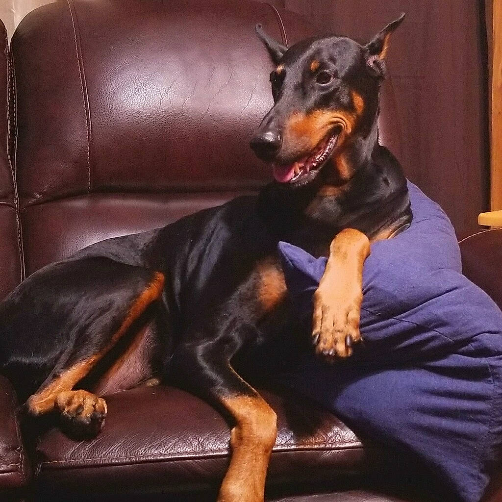 Prada is registered to the contest to win money with this photo: canidae, carnivore, comfort, companion_dog, couch, dobermann, dog, dog_breed, ear, fawn, fur, guard_dog, pinscher, prazsky_krysarik, snout, sporting_group, terrestrial_animal, toy_dog, whiskers, working_animal