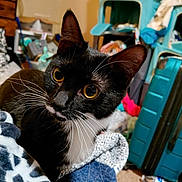 Calamity Jane is registered to the contest to win money with this photo: animal, black_and_white, blanket, carpet, cat, close_up, clutter, cozy, curious, domestic_cat, feline, fur, household, indoor, pet, quilt, storage_bins, tuxedo_cat, whiskers, yellow_eyes