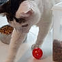 bowl, cat, cat_food, closeup, container, container_lid, curious, domestic_animal, ears, feline, food, fur, indoor, paw, pet, playing, red_ball, table, whiskers, white_surface