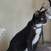 Stormy joined the competition — help win amazing prizes! cat, tuxedo_cat, black_and_white, collar, bell, indoor, furniture, lamp, decor, bird_sculpture, wooden_surface, pet, animal, sitting, side_view, whiskers, alert, domestic_cat, table, curious