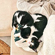 Blanc Et Noir a rejoint le concours — aidez-le/la à gagner de superbes lots ! animal, black_and_white, blanket, cat, comfortable, companion, couch, cozy, cute, domestic, feline, fur, indoor, pet, relaxing, resting, sleeping, snuggling, soft, warm