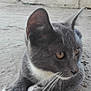 cat, gray_cat, white_fur, whiskers, ears, close_up, outdoor, concrete, animal, pet, feline, looking, resting, fur, side_view, young_cat, alert, nature, mammal, domestic