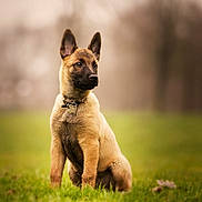 Zir participe au concours pour gagner de l'argent avec cette photo : dog, puppy, animal, outdoor, grass, nature, pet, canine, young, ears, fur, collar, blurred_background, field, alert, sitting, portrait, green, daylight, cute