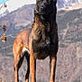 alert, animal, belgian_malinois, black, brown, canine, dog, ears, fur, landscape, mammal, mountain, nature, outdoor, pet, portrait, rock, sky, standing, wildlife