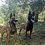 Zir a rejoint le concours — aidez-le/la à gagner de superbes lots ! dog, belgian_malinois, outdoor, forest, trees, grass, sunlight, animal, pet, canine, nature, tongue_out, alert, standing, ears_up, two_dogs, brown, black, daytime, wildlife