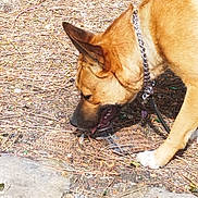 Zina participe au concours pour gagner de l'argent avec cette photo : dog, canine, outdoor, pine_needles, collar, leash, brown_fur, sniffing, ground, nature, pet, animal, ears, paw, side_view, daylight, curious, close_up, walking, exploring
