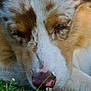 dog, close_up, nose, grass, flowers, brown_and_white, sleepy, resting, outdoor, nature, animal, pet, fur, snout, relaxed, canine, paw, whiskers, daylight, peaceful