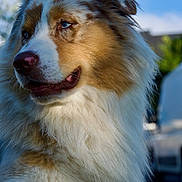 V-Max participe au concours pour gagner de l'argent avec cette photo : dog, australian_shepherd, blue_eyes, fluffy, outdoor, grass, sunlight, portrait, pet, canine, fur, nature, animal, closeup, daylight, muzzle, nose, ears, tongue, background_blur
