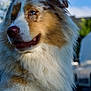 dog, australian_shepherd, blue_eyes, fluffy, outdoor, grass, sunlight, portrait, pet, canine, fur, nature, animal, closeup, daylight, muzzle, nose, ears, tongue, background_blur