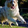 V-Max participe au concours pour gagner de l'argent avec cette photo : dog, australian_shepherd, running, grass, outdoor, happy, tongue_out, fluffy, ears_up, sunny, pet, canine, nature, playful, animal, summer, active, fur, park, daytime