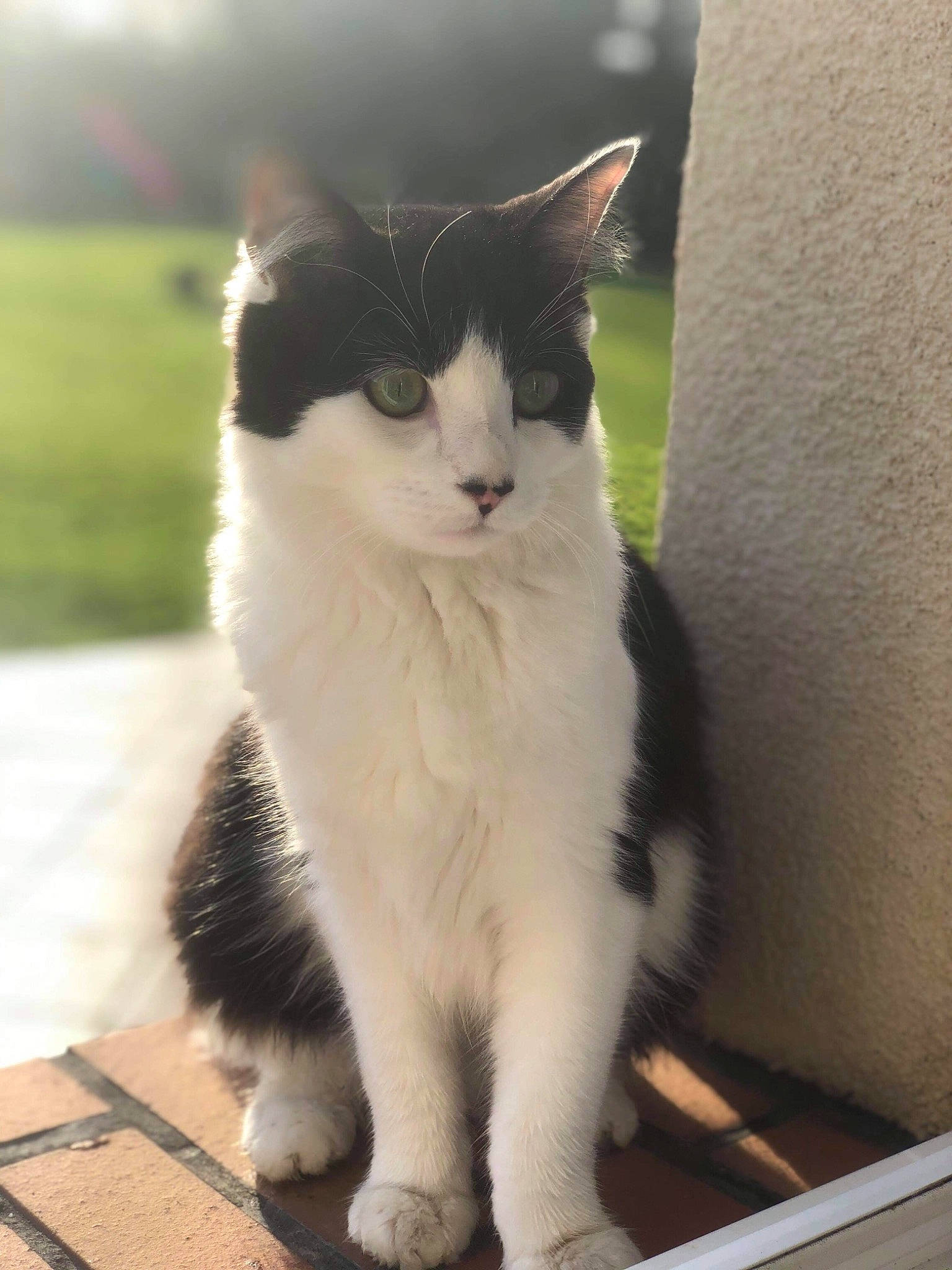 Lilith a rejoint le concours — aidez-le/la à gagner de superbes lots ! box, carnivore, cat, claw, domestic_short_haired_cat, felidae, flooring, foot, fur, grass, paw, sitting, small_to_medium_sized_cats, snout, tail, terrestrial_animal, tree, whiskers, window, wood