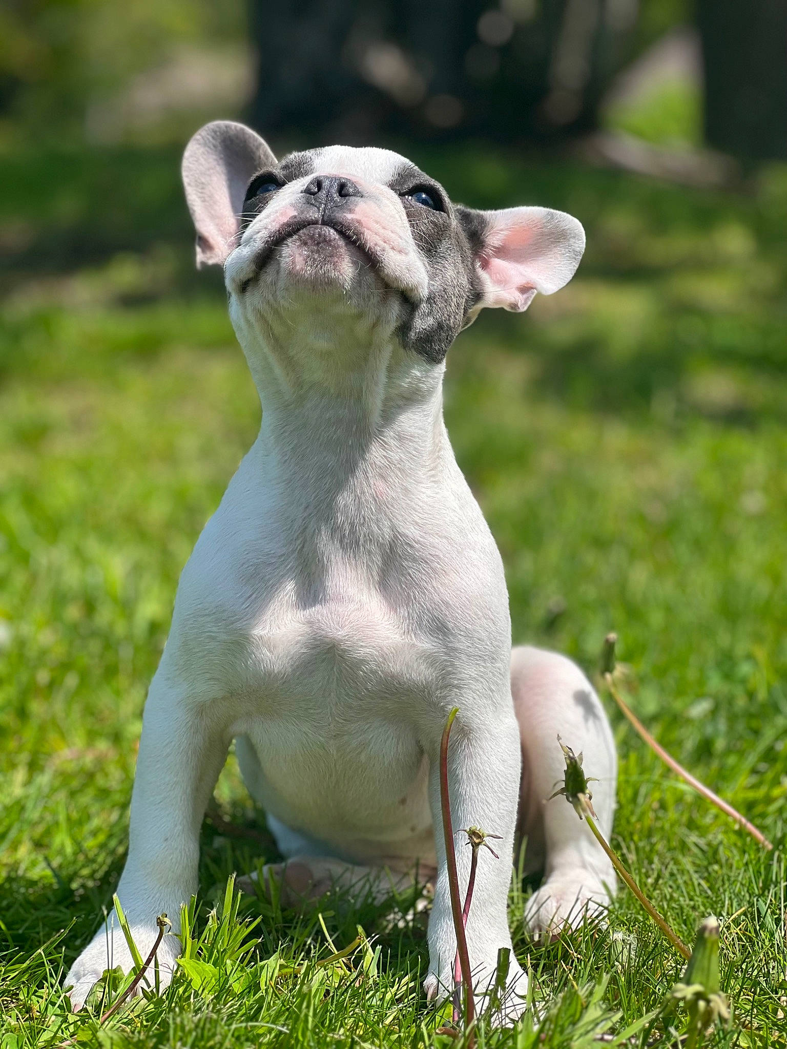 Milo joined the competition — help win amazing prizes! canidae, carnivore, collar, companion_dog, dog, dog_breed, dog_collar, ear, fawn, grass, grassland, meadow, pasture, plant, snout, sporting_group, tail, terrestrial_animal, whiskers, working_animal