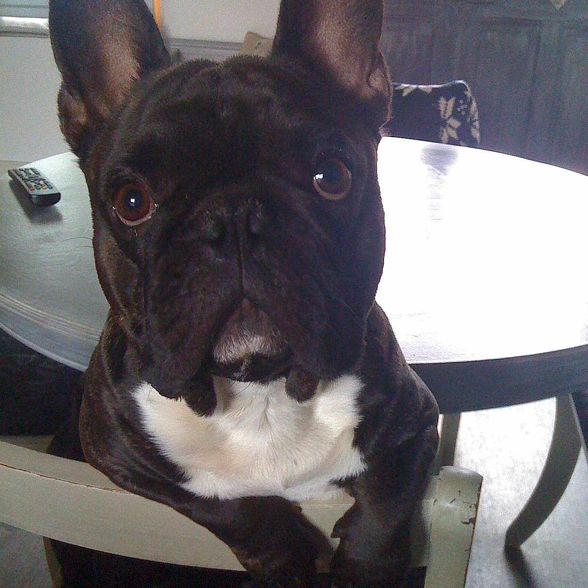 Hako participe au concours pour gagner de l'argent avec cette photo :