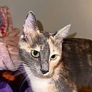 Charlie is registered to the contest to win money with this photo: cat, calico, green_eyes, whiskers, indoor, blanket, wooden_surface, fur, pet, curious, close_up, animal, domestic_cat, soft_lighting, feline, standing, cozy, background_blur, household, cute