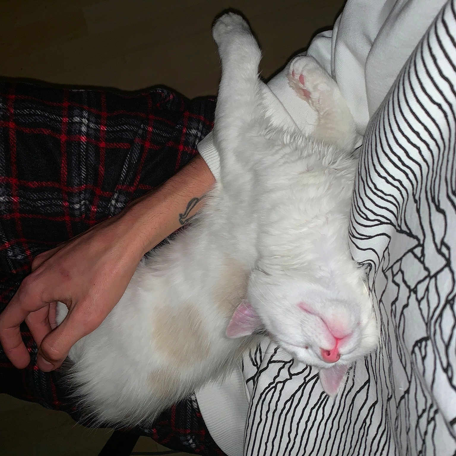 Fender joined the competition — help win amazing prizes! carnivore, cat, claw, felidae, foot, fur, kitten, leg, paw, polydactyl_cat, small_to_medium_sized_cats, tail, whiskers, white