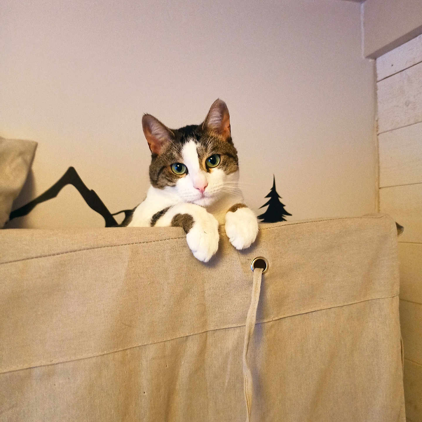 Taïka participe au concours pour gagner de l'argent avec cette photo : animal, beige, cat, cozy, curious, cute, divider, fabric, feline, home, indoor, looking, mountain, paws, pet, portrait, resting, silhouette, tree, wall