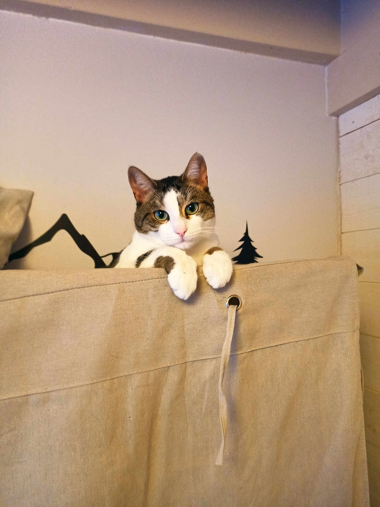 Taïka participe au concours pour gagner de l'argent avec cette photo : cat, curious, paws, beige, fabric, divider, indoor, wall, silhouette, mountain, tree, pet, animal, feline, cute, looking, resting, cozy, home, portrait