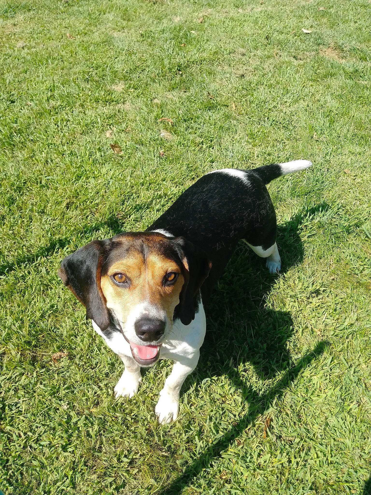 Finn is registered to the contest to win money with this photo: american_foxhound, beagle, beagle_harrier, canidae, carnivore, companion_dog, danish_swedish_farmdog, dog, dog_breed, english_foxhound, estonian_hound, finnish_hound, grass, hamiltonstovare, harrier, mammal, rare_breed_dog, serbian_tricolour_hound, snout, vertebrate