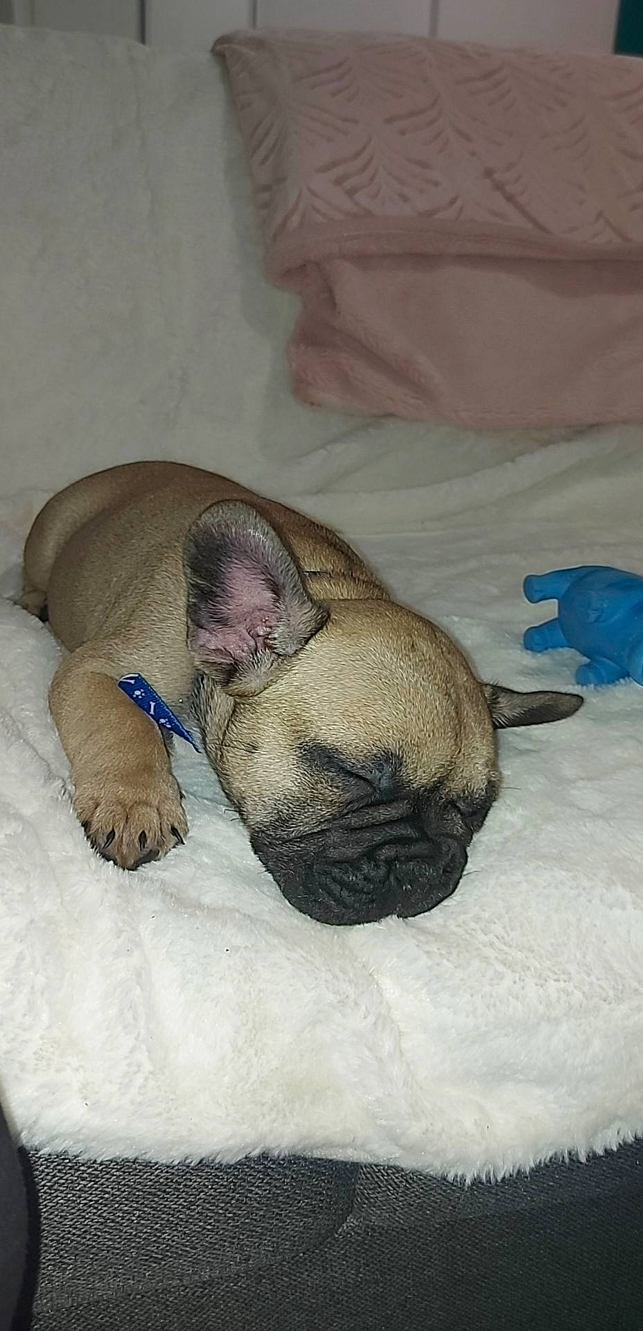 Taïko a rejoint le concours — aidez-le/la à gagner de superbes lots ! canidae, carnivore, comfort, companion_dog, dog, dog_breed, ear, eye, fawn, felidae, fur, jaw, linens, paw, pug, snout, sporting_group, terrestrial_animal, whiskers, wrinkle