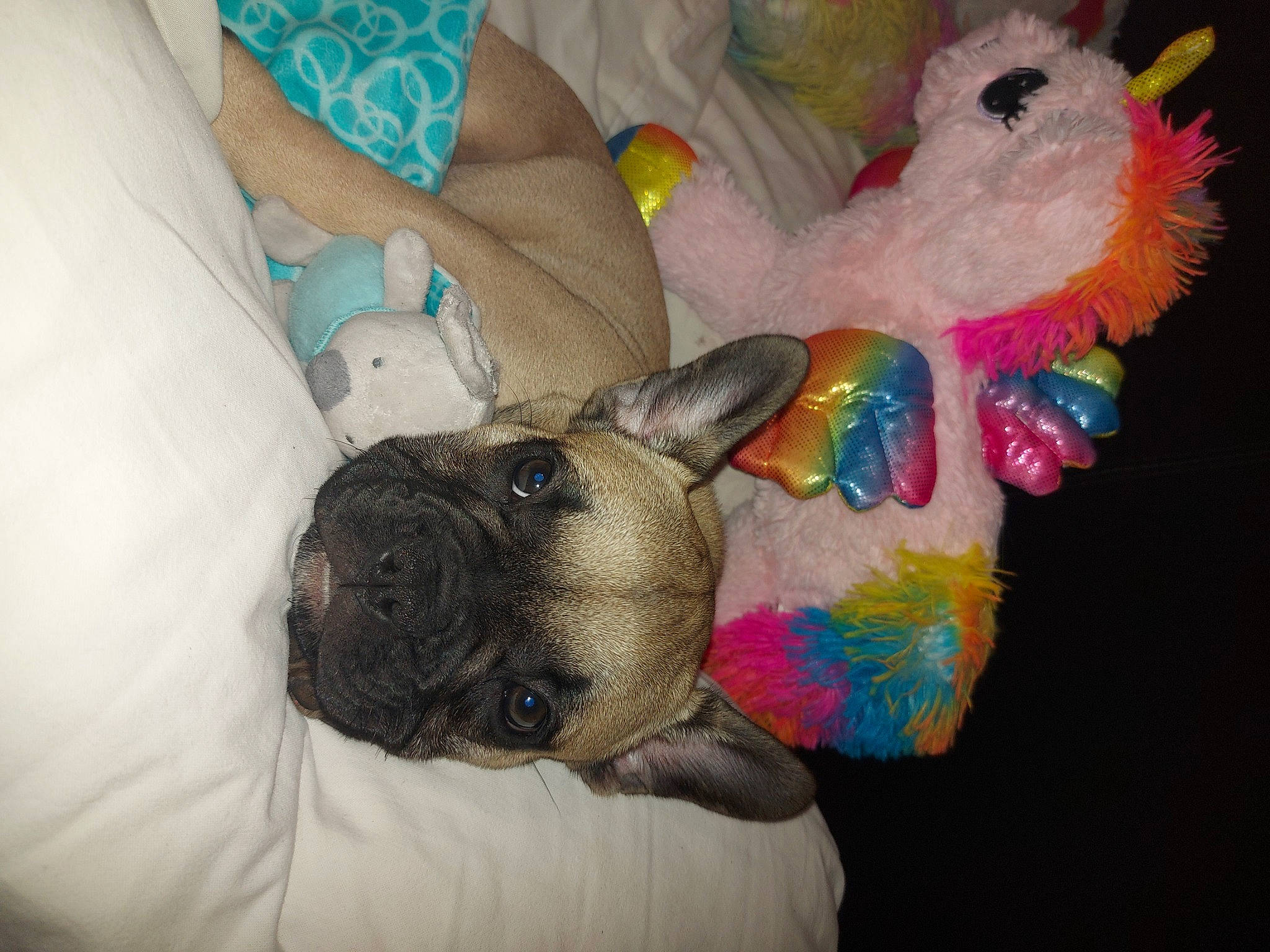 Taïko a rejoint le concours — aidez-le/la à gagner de superbes lots ! bulldog, carnivore, comfort, companion_dog, dog, dog_breed, dog_supply, fawn, foot, fur, mammal, pug, stuffed_toy, tail, terrestrial_animal, toy, toy_dog, vertebrate, working_animal, wrinkle