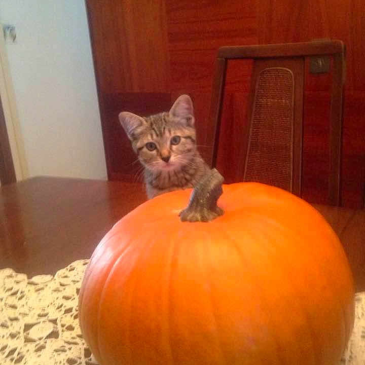 Tabi is registered to the contest to win money with this photo: animal, architecture, building, cat, face, food, hardwood, head, kitten, outdoors, person, pet, photography, plant, portrait, pottedplant, produce, pumpkin, shelter, wood