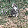 Lucky a rejoint le concours — aidez-le/la à gagner de superbes lots ! animal, cat, curious, daylight, fence, flowers, fur, garden, grass, gray_cat, looking_away, mammal, nature, outdoor, pet, purple_flowers, quiet, sitting, weeds, white_cat