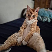 Donny is registered to the contest to win money with this photo: animal, bed, blurred_background, cat, cozy, curious, cute, domestic_animal, feline, furniture, furry, ginger_cat, home, indoor, pet, portrait, relaxed, sitting, whiskers, white_fur