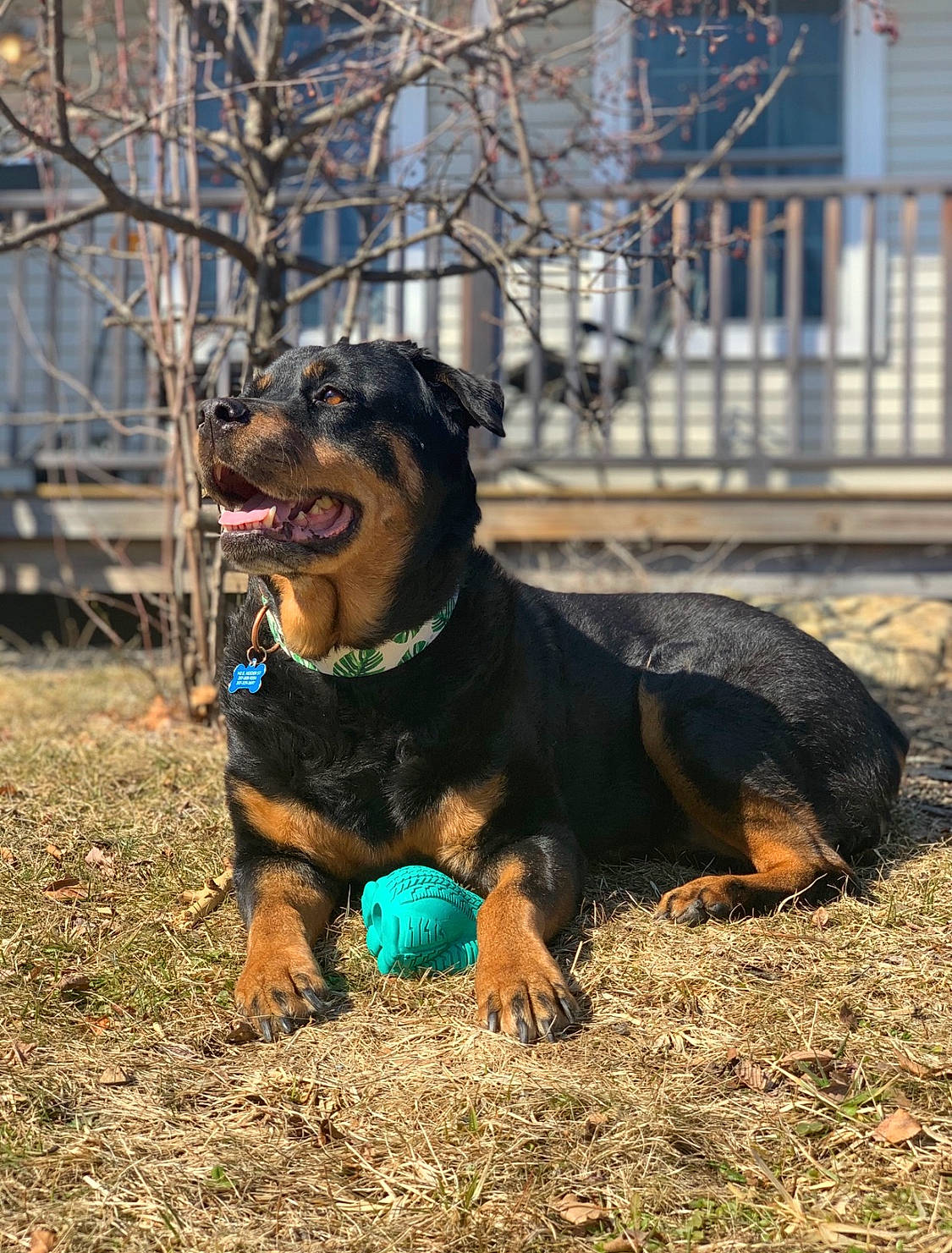 Egypt is registered to the contest to win money with this photo: canidae, carnivore, collar, companion_dog, dog, dog_breed, dog_collar, dog_supply, fawn, fence, grass, guard_dog, mammal, plant, rottweiler, sporting_group, terrestrial_animal, tree, working_animal, working_dog