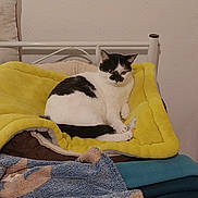 Chanel a rejoint le concours — aidez-le/la à gagner de superbes lots ! bed, black_and_white_cat, blanket, butterfly, cat, comfort, cozy, domestic_animal, furniture, home_interior, indoor, pet, pillow, quiet, relaxing, resting, sleeping_area, soft_texture, wooden_nightstand, yellow_blanket